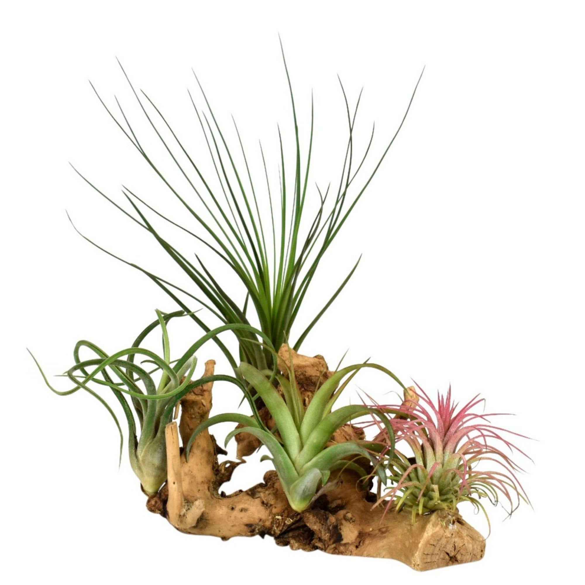 Miniatuur 1