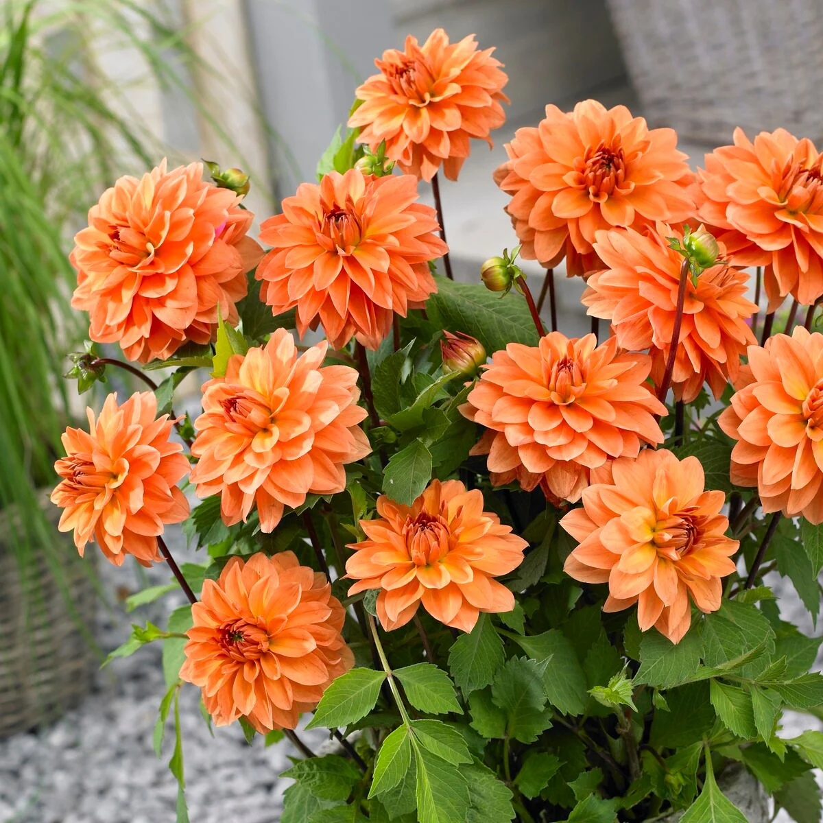 Miniatuur 2