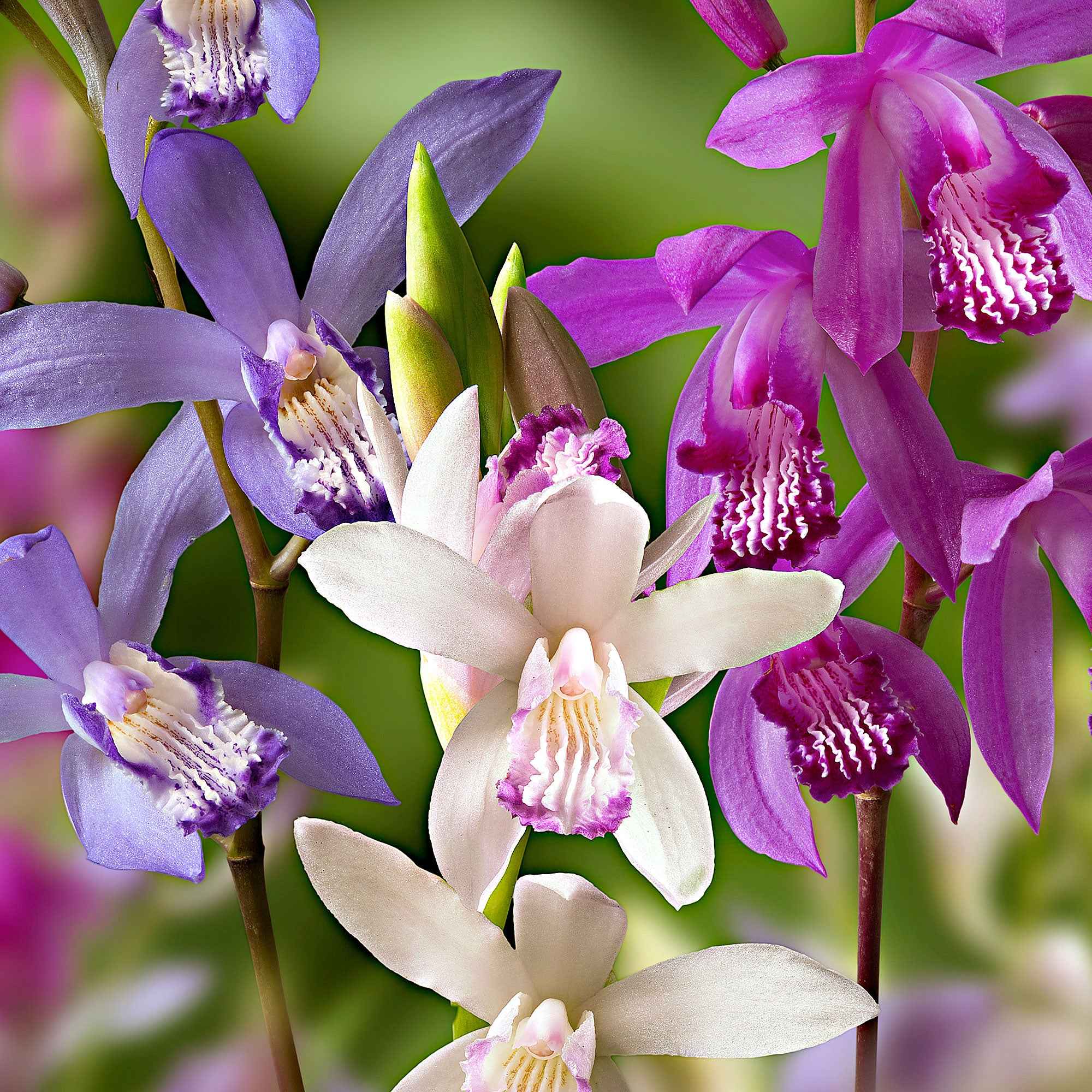 Miniatuur 1