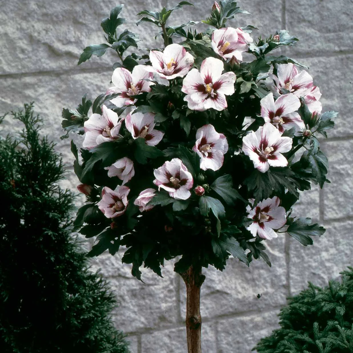 Miniatuur 2