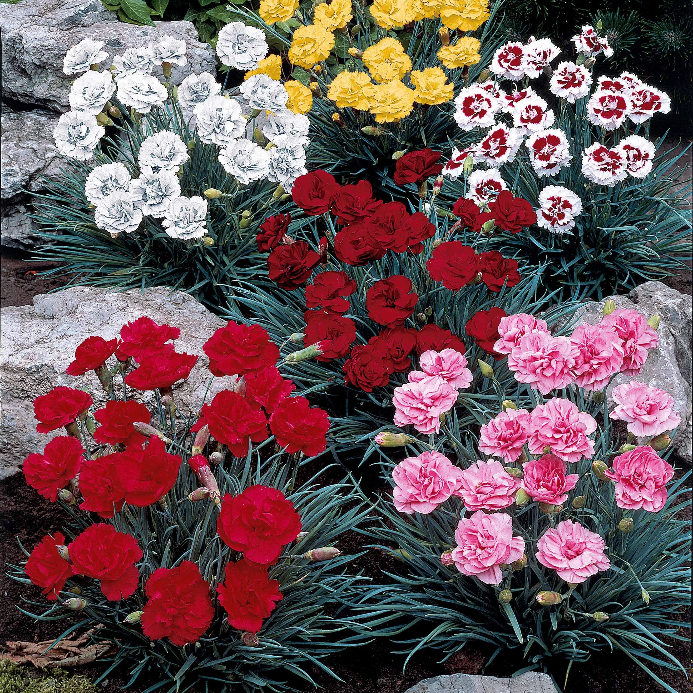 Miniatuur 1