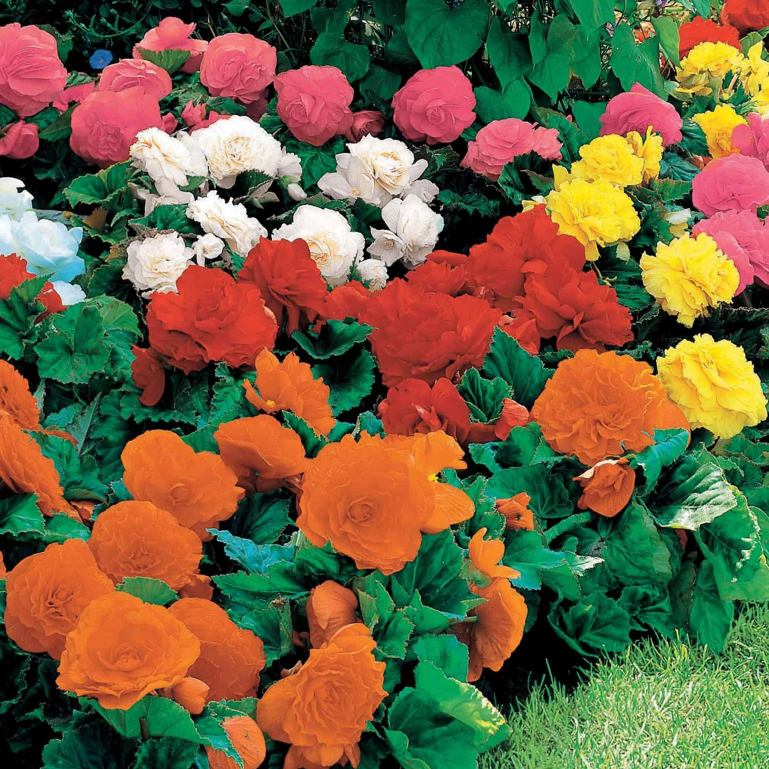 Miniatuur 2