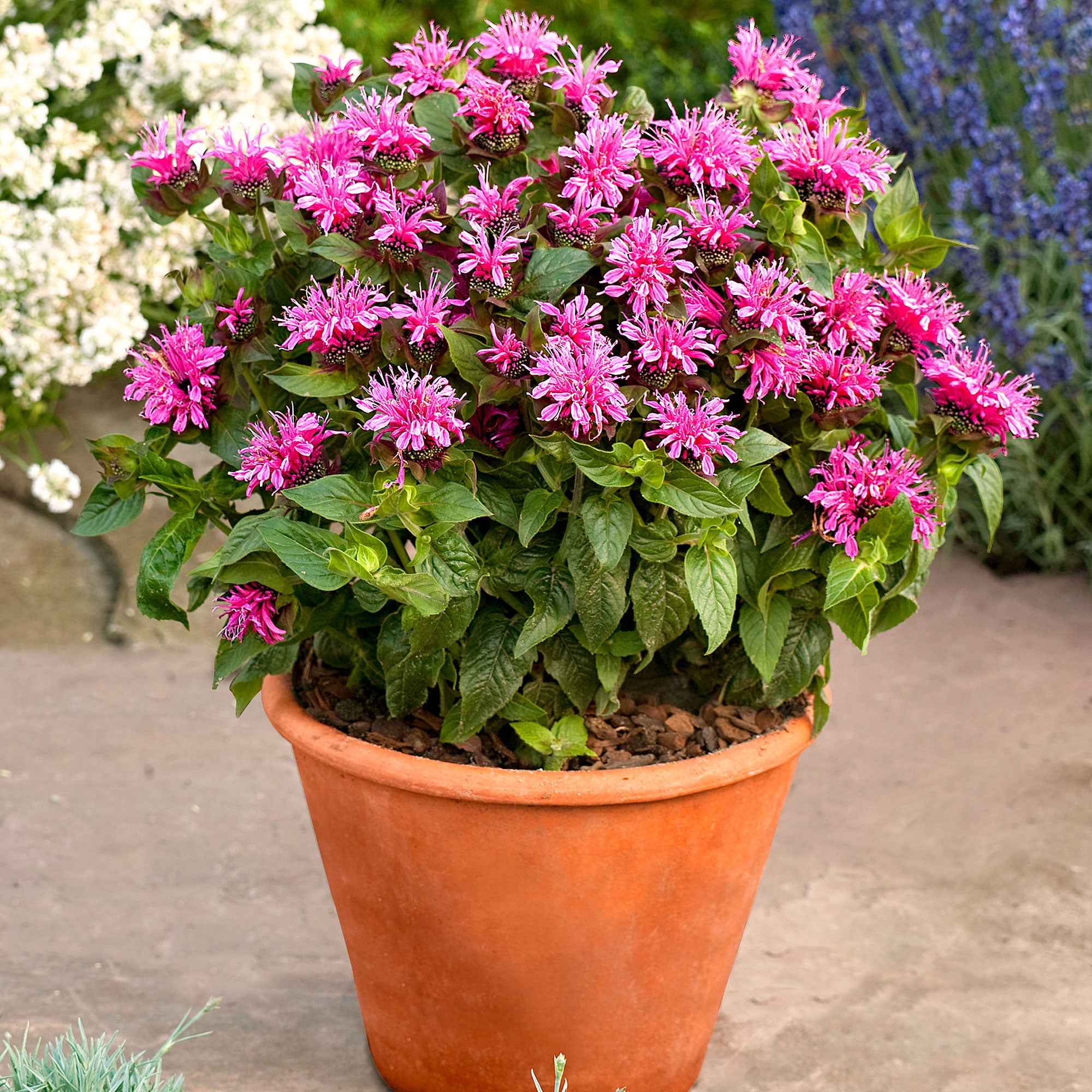 Miniatuur 1