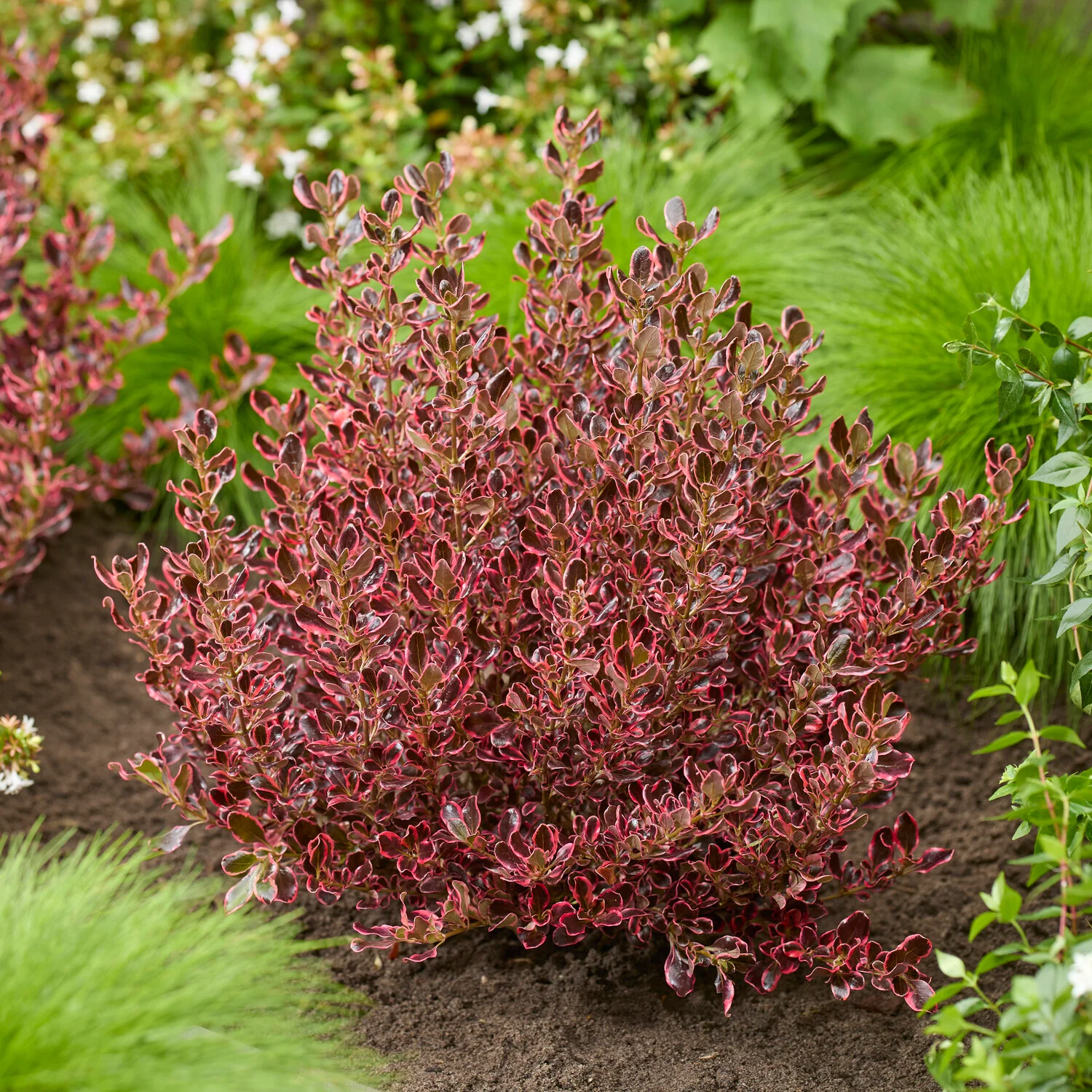 Miniatuur 2
