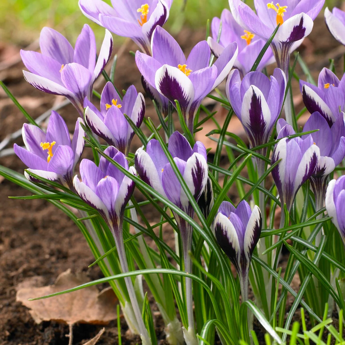 Miniatuur 1