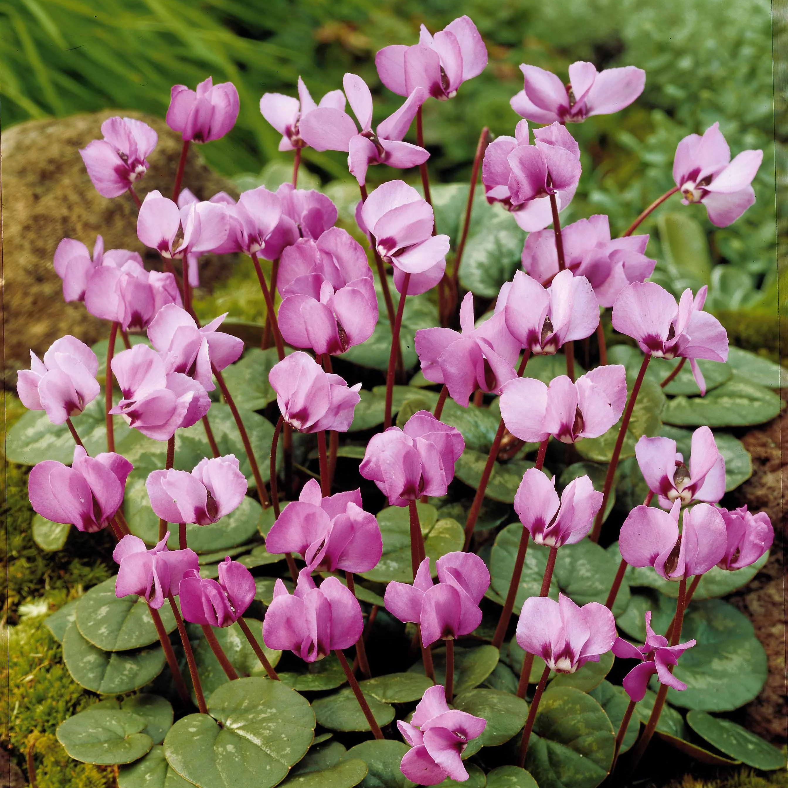 Miniatuur 1