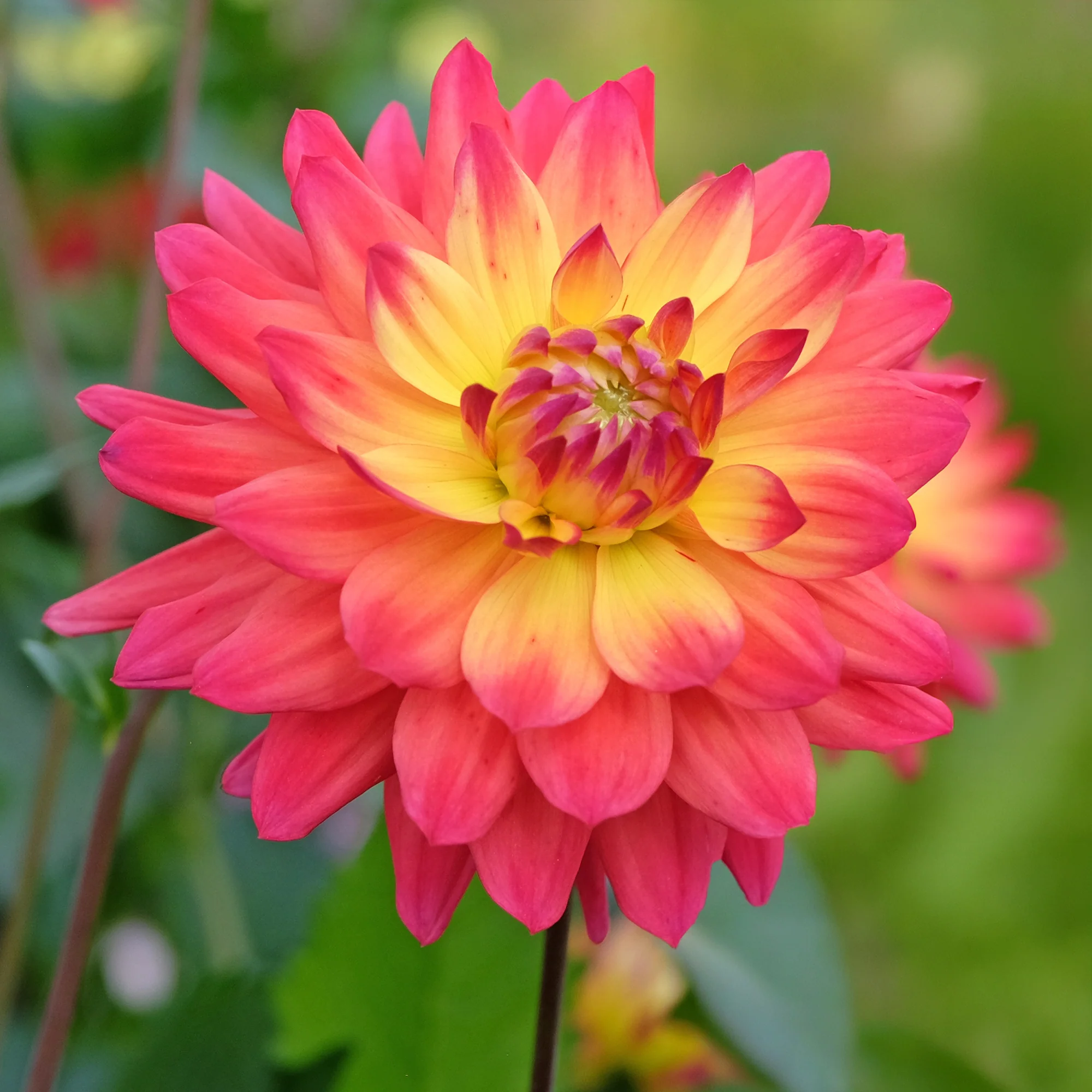 Miniatuur 2