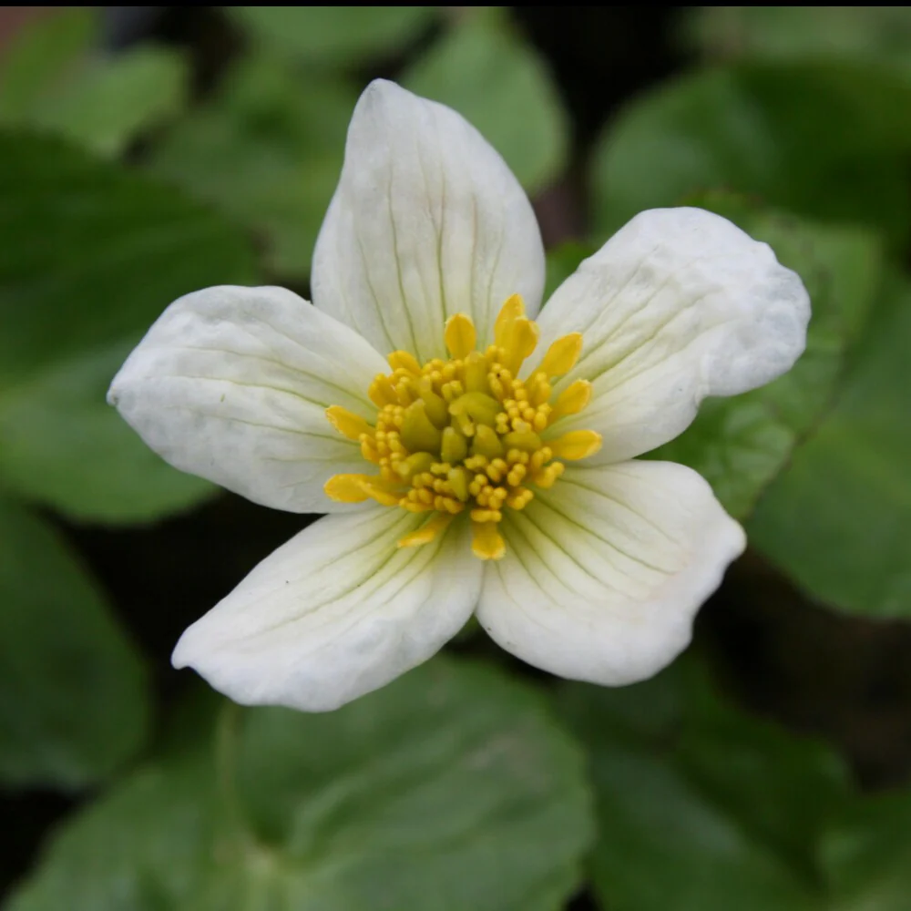 Miniatuur 2
