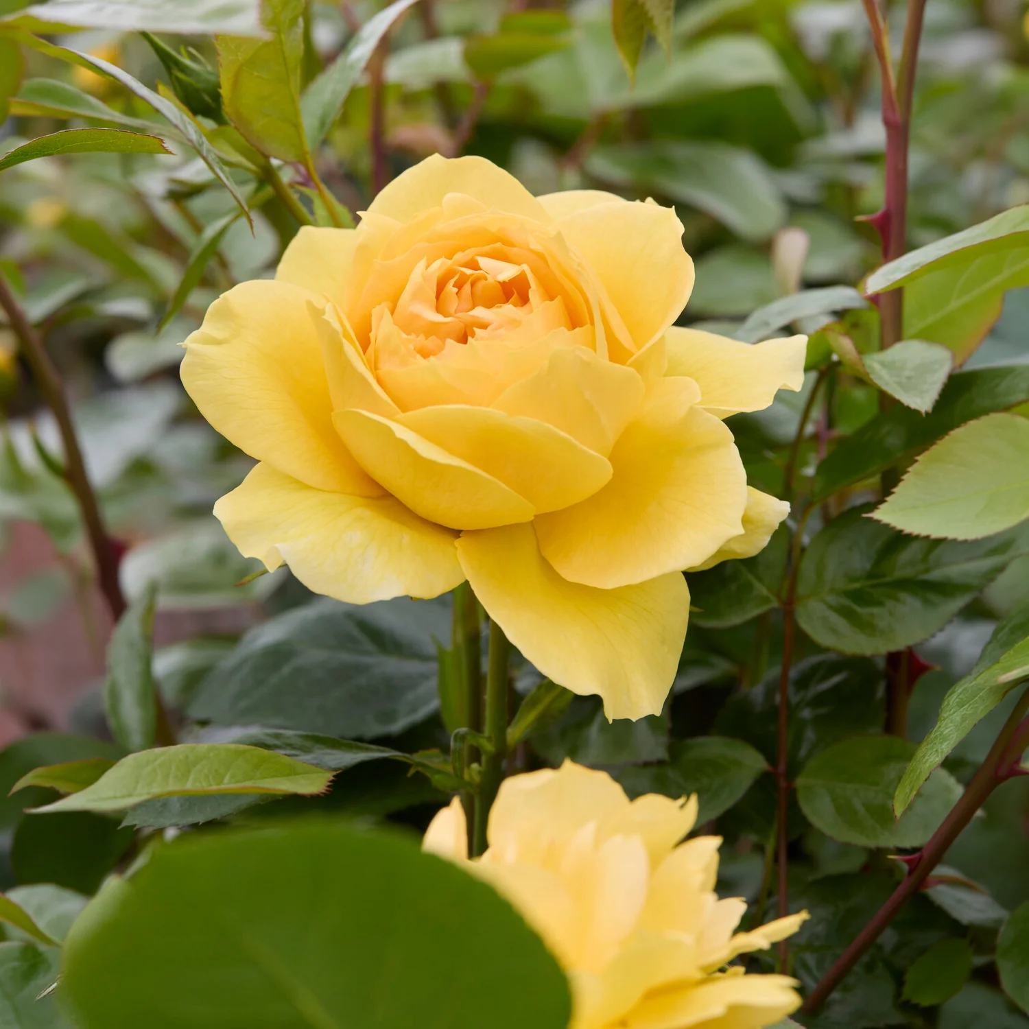 Miniatuur 2