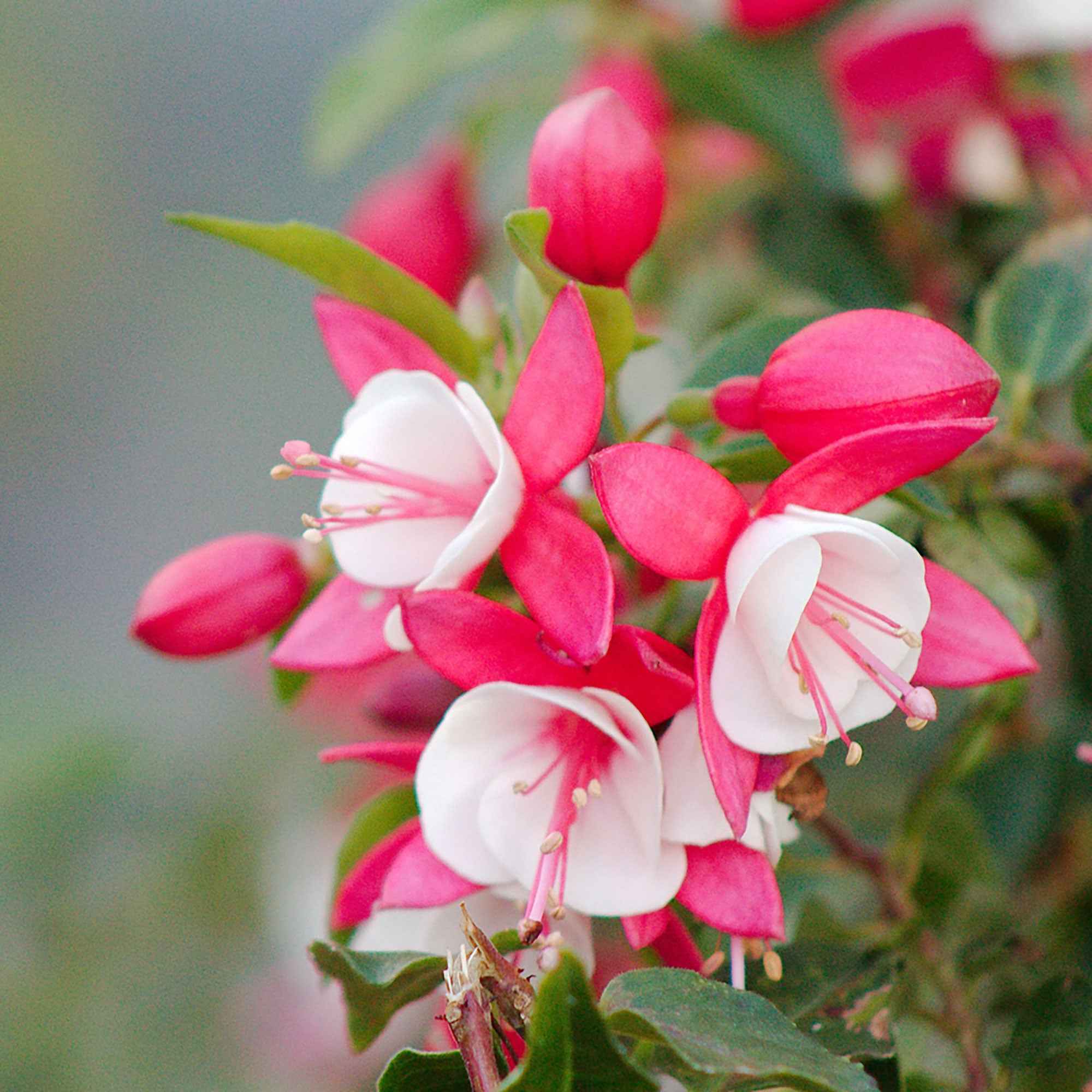 Miniatuur 2