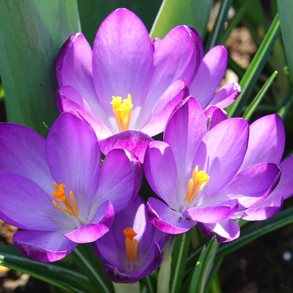 Miniatuur 1