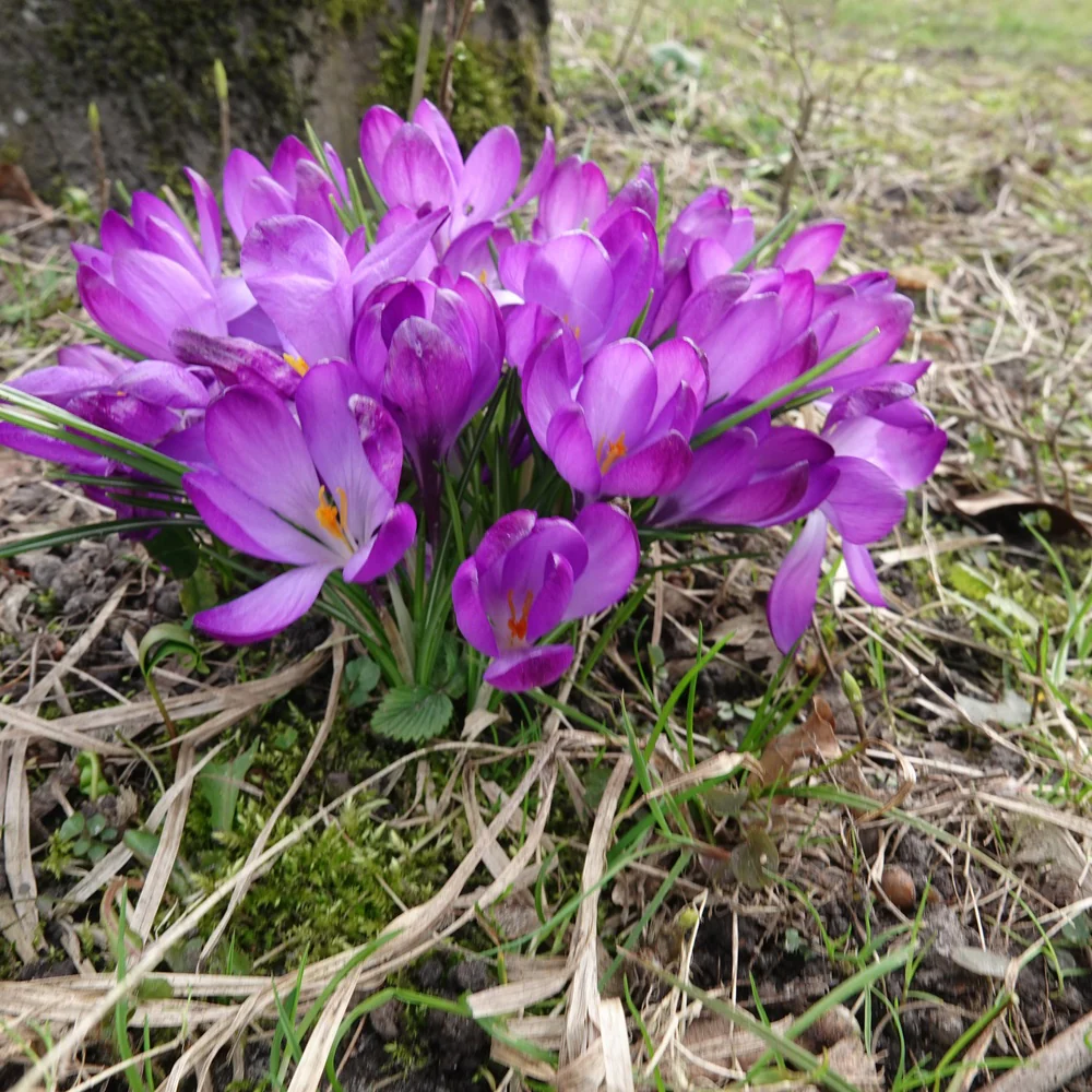 Miniatuur 2
