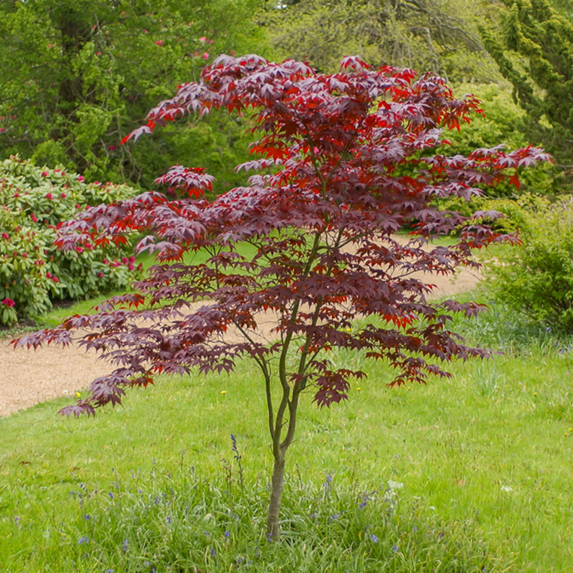 Miniatuur 1
