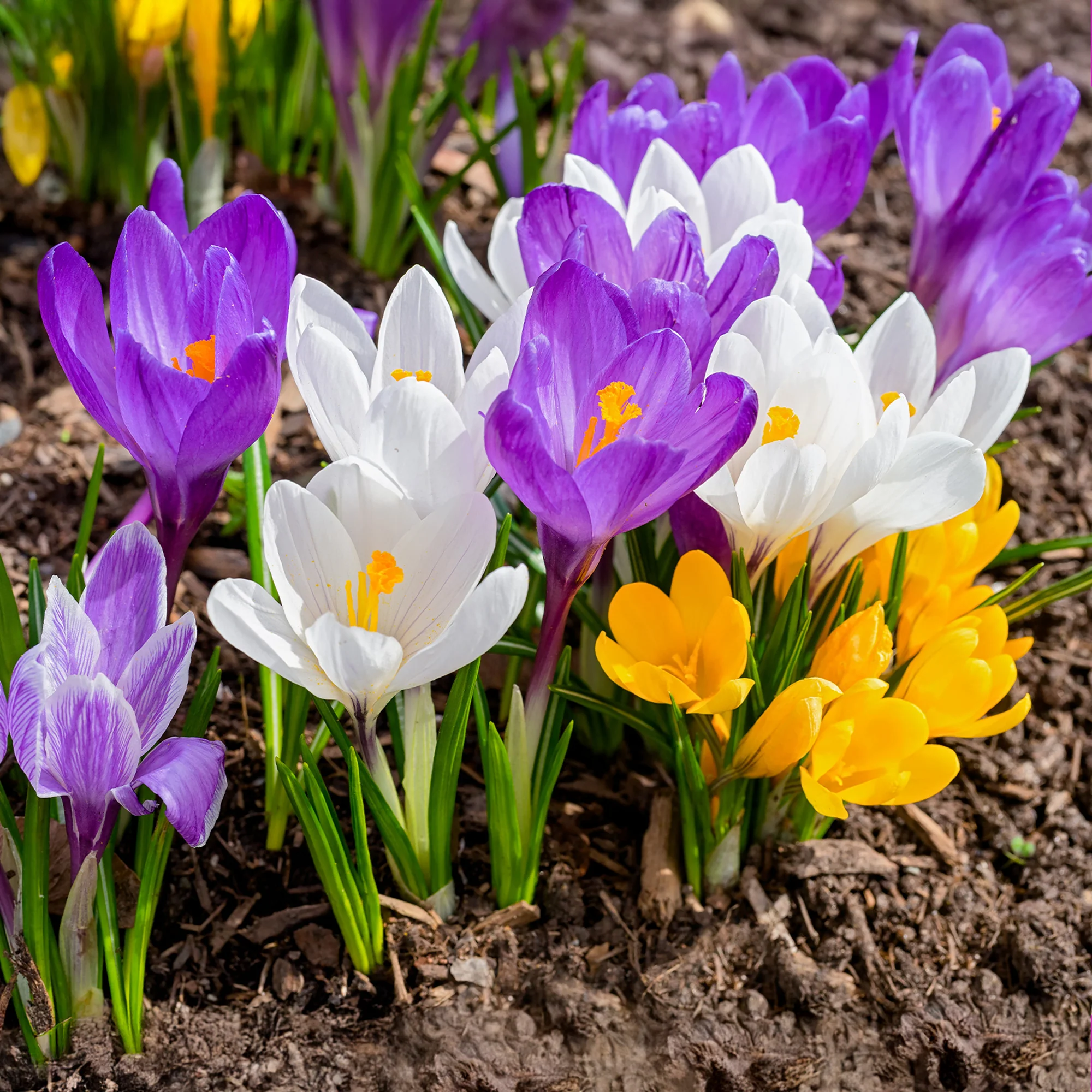 Miniatuur 1