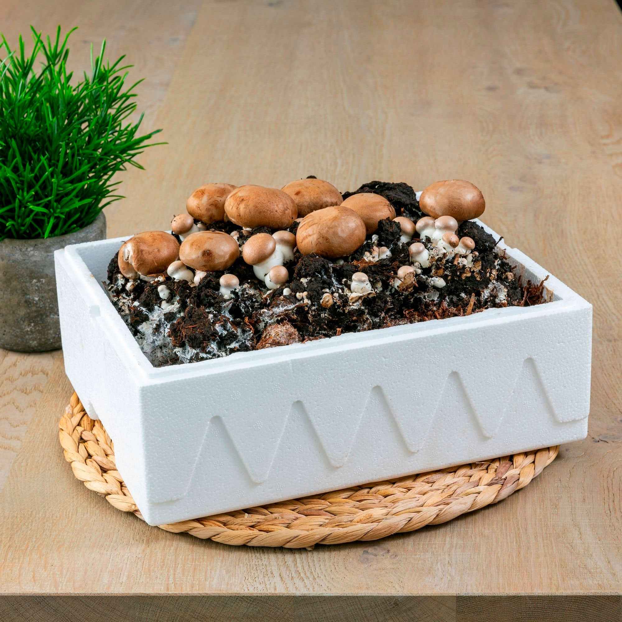 Miniatuur 1
