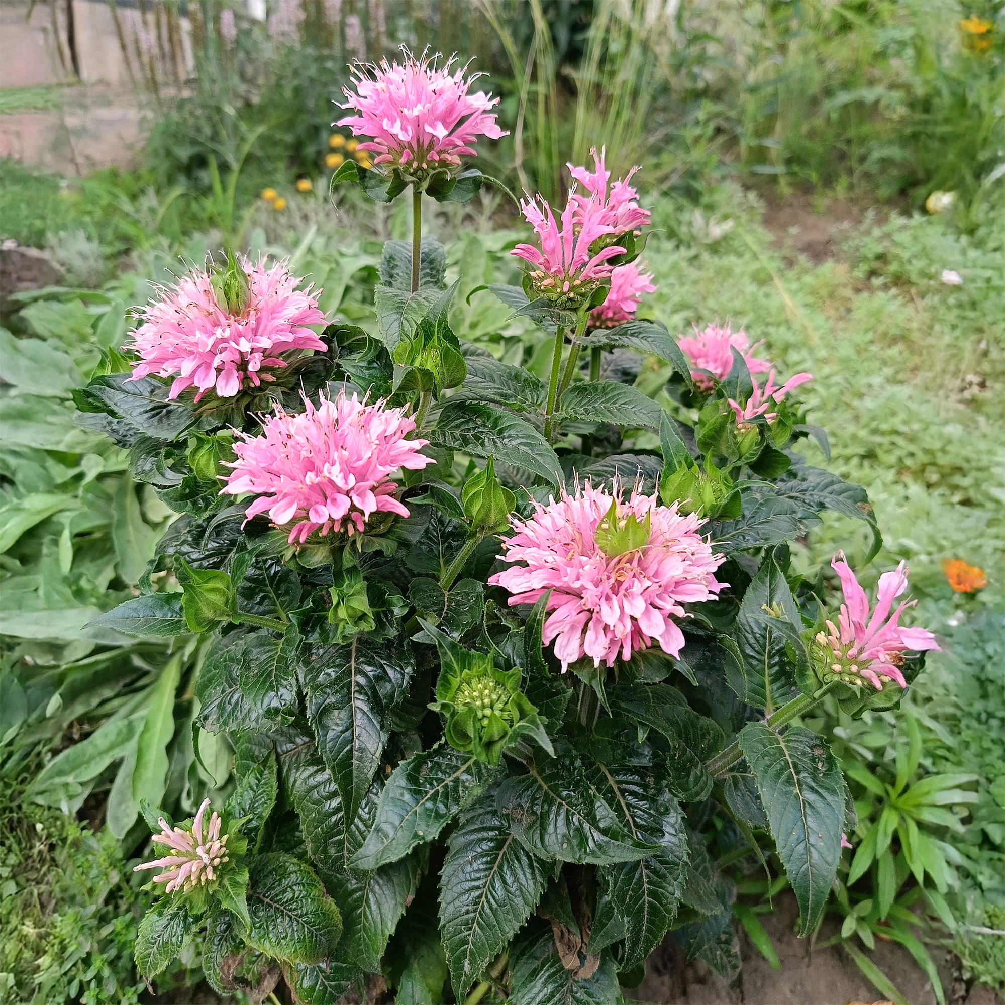 Miniatuur 1