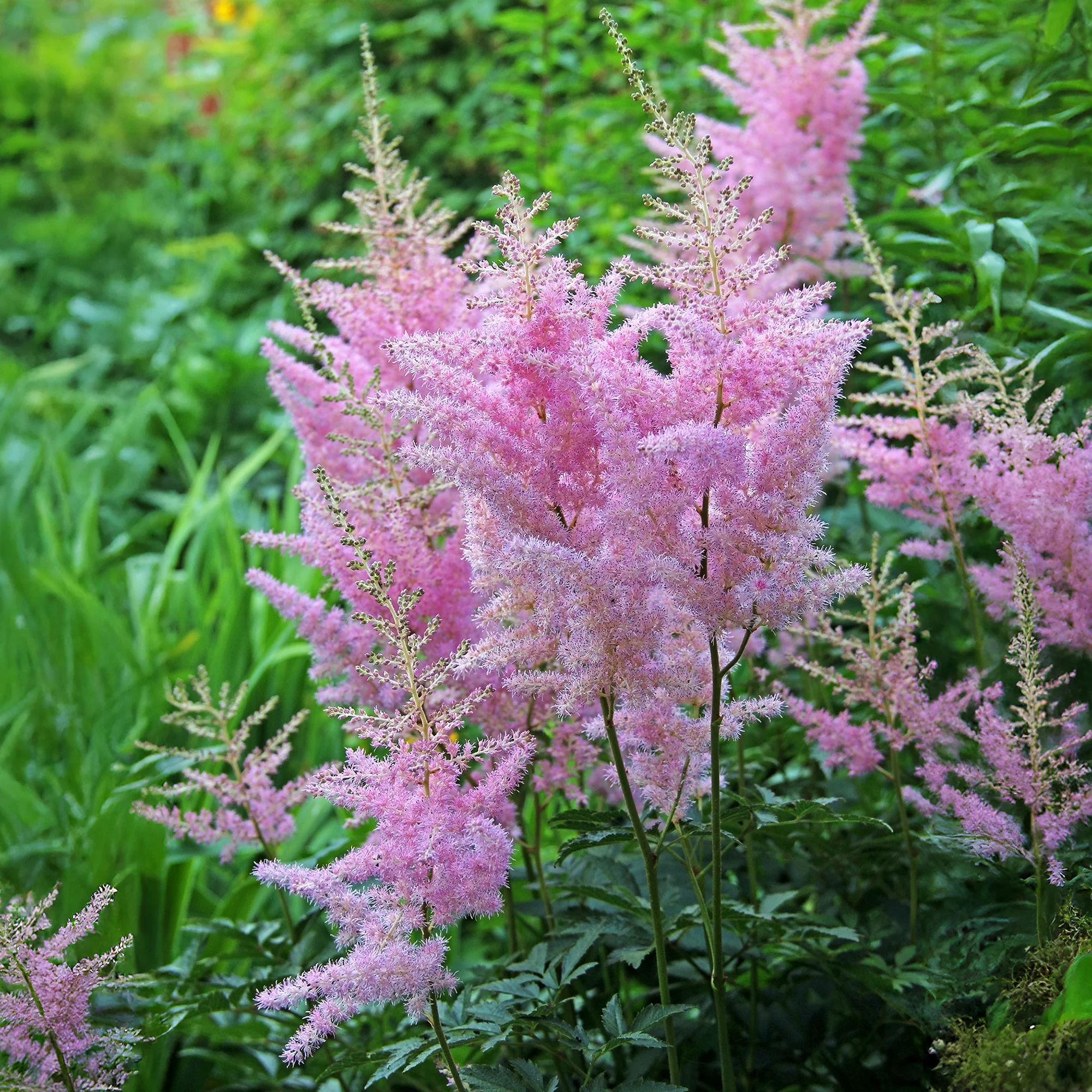 Miniatuur 2
