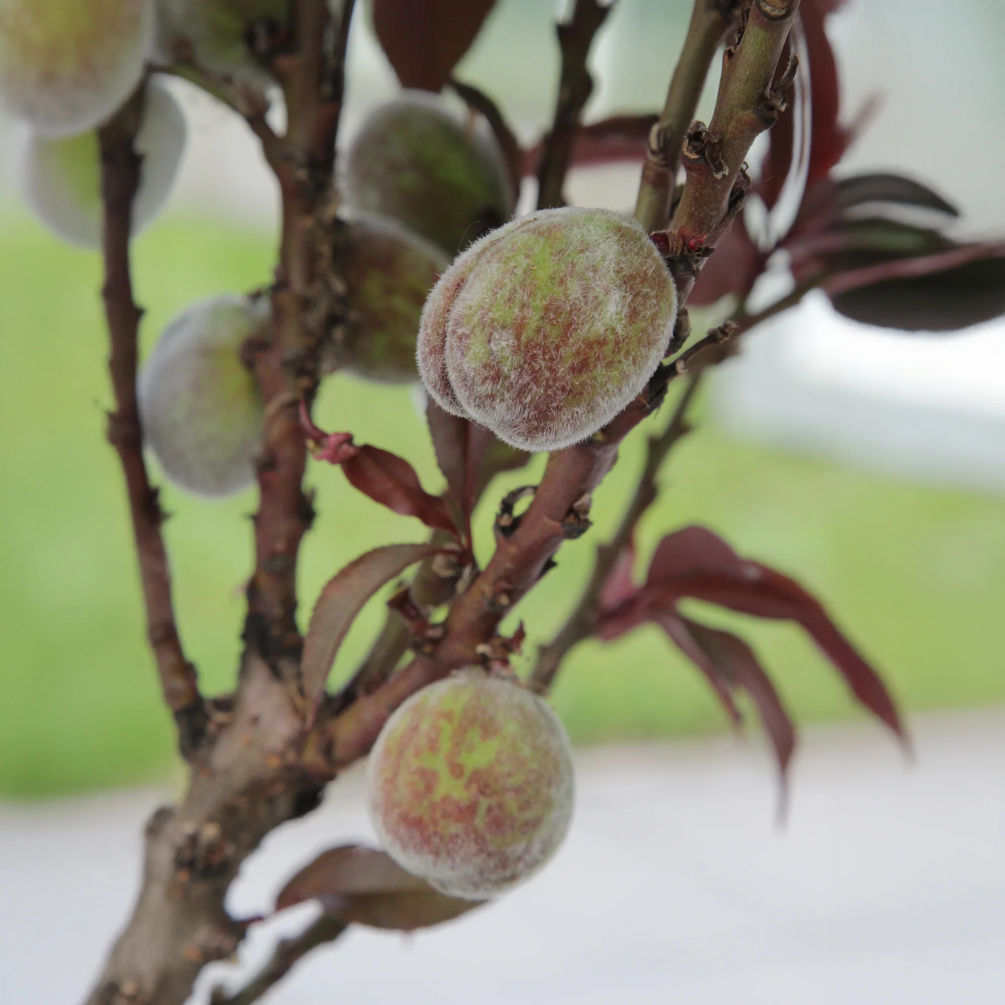 Miniatuur 1