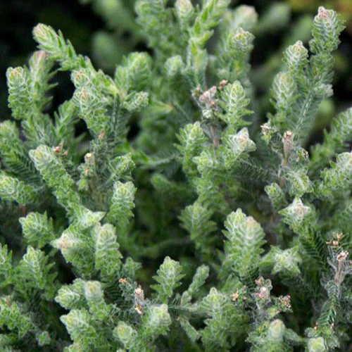 Miniatuur 2