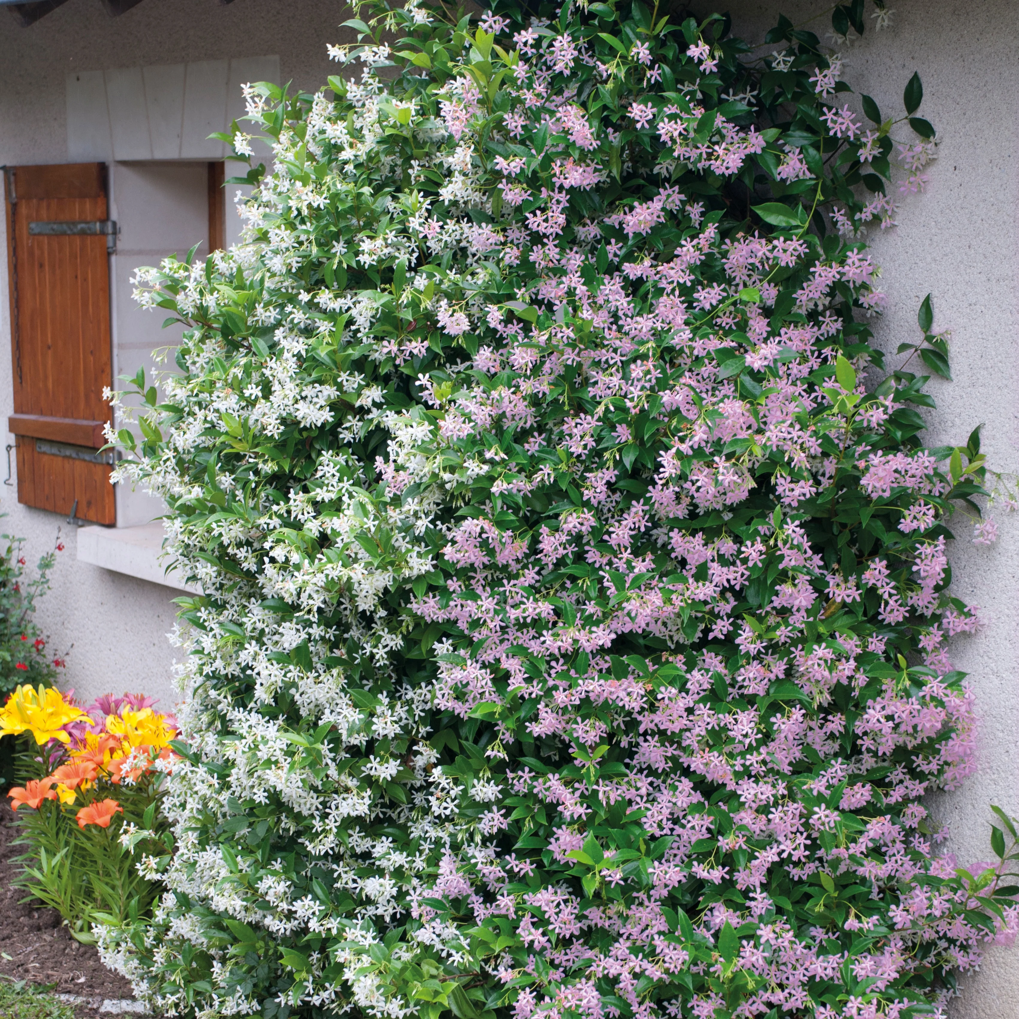 Miniatuur 2