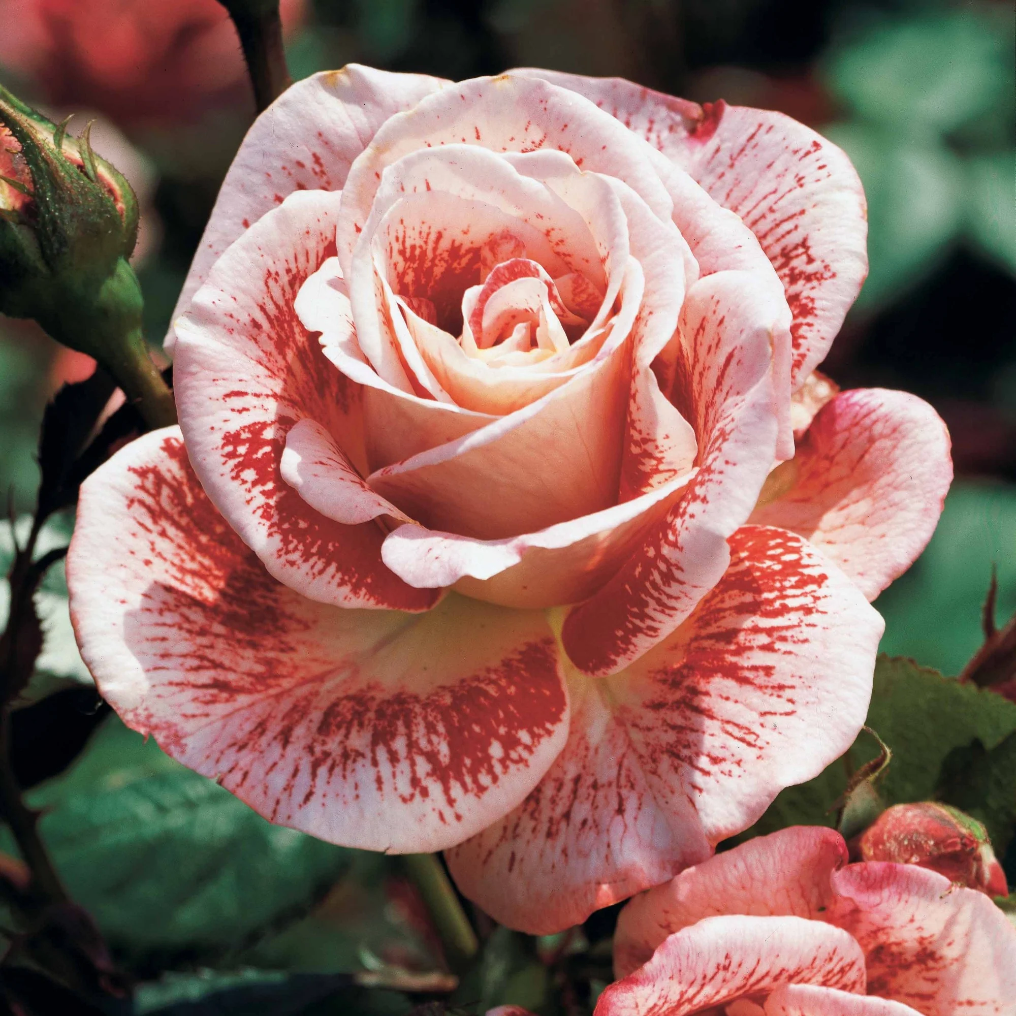 Miniatuur 1
