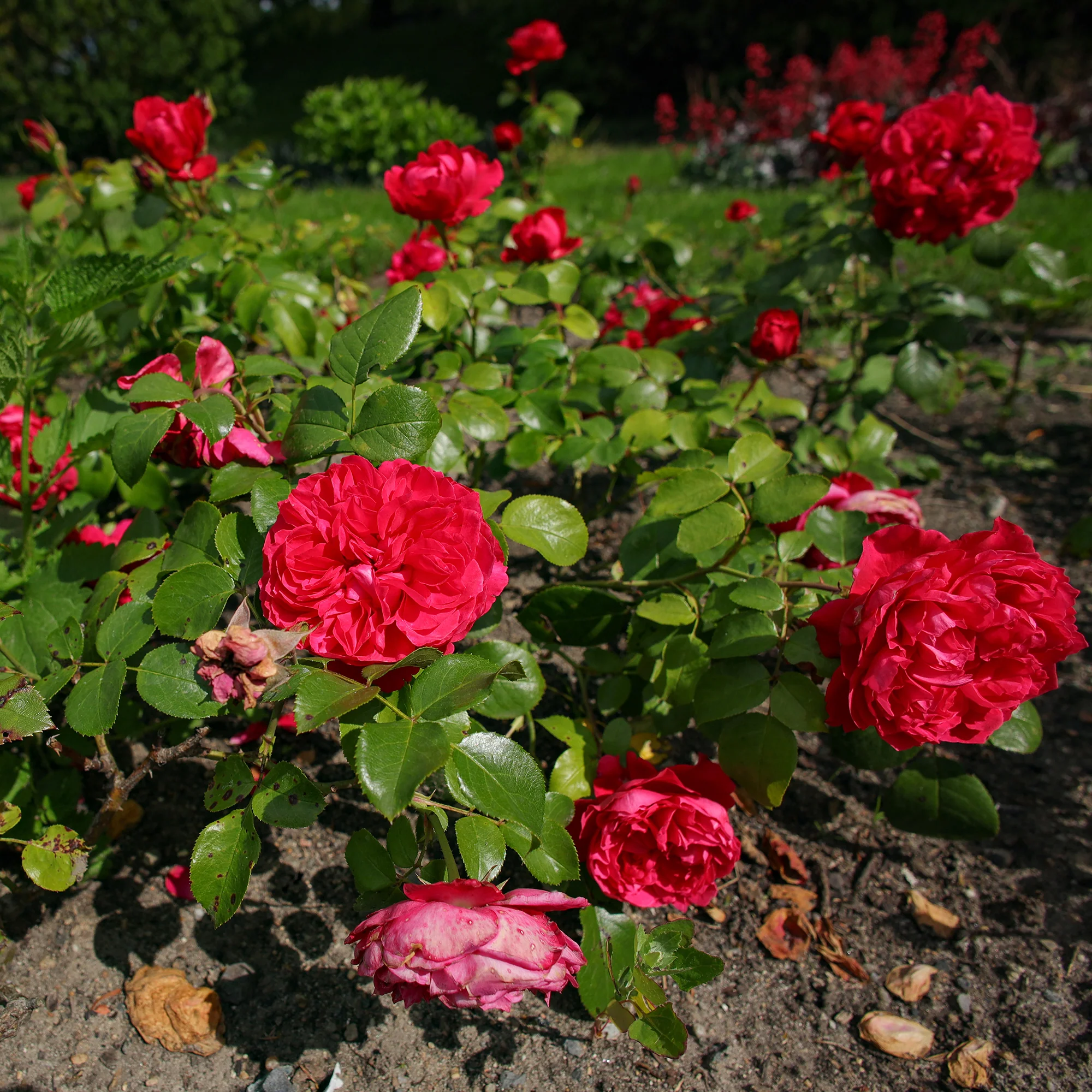 Miniatuur 1