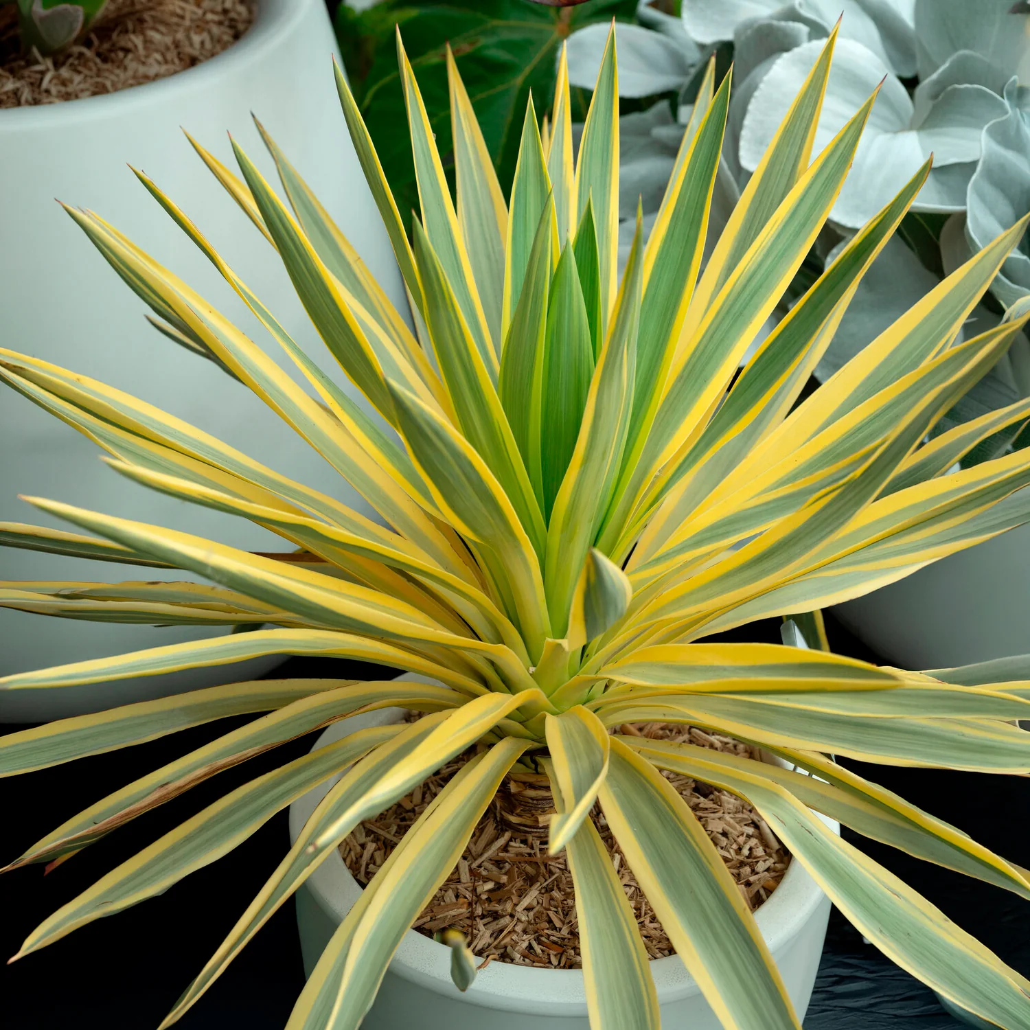 Miniatuur 2