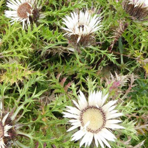 Miniatuur 1
